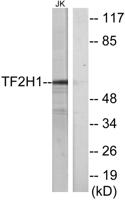 TFIIH p62 Polyclonal Antibody