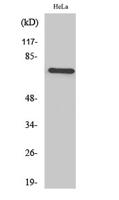 TFIIIB90-1 Polyclonal Antibody