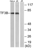 TFIIIB90-1 Polyclonal Antibody