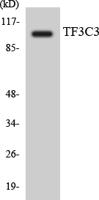 TFIIIC102 Polyclonal Antibody