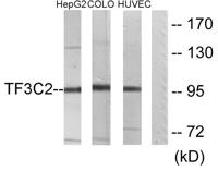 TFIIIC110 Polyclonal Antibody