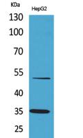 TFPI Polyclonal Antibody