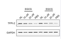 TFPI-2 Polyclonal Antibody