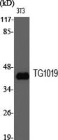 TG1019 Polyclonal Antibody