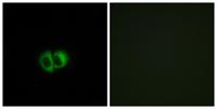 TG1019 Polyclonal Antibody