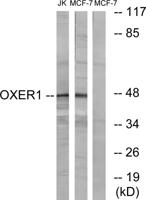 TG1019 Polyclonal Antibody