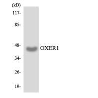 TG1019 Polyclonal Antibody