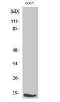 TGFα Polyclonal Antibody