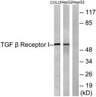 TGFβ RI Polyclonal Antibody