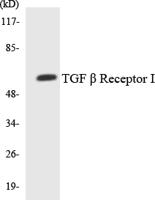 TGFβ RI Polyclonal Antibody