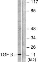 TGFβ3 Polyclonal Antibody