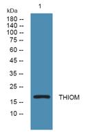 THIOM Polyclonal Antibody