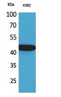 Fractalkine Polyclonal Antibody