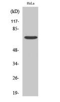 Frizzled-1 Polyclonal Antibody