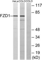 Frizzled-1 Polyclonal Antibody