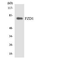 Frizzled-1 Polyclonal Antibody