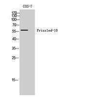 Frizzled-10 Polyclonal Antibody