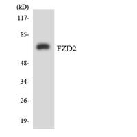 Frizzled-2 Polyclonal Antibody