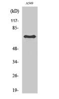 Frizzled-3 Polyclonal Antibody