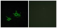 Frizzled-3 Polyclonal Antibody