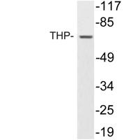 THP Polyclonal Antibody