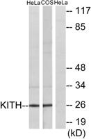 Thymidine Kinase Polyclonal Antibody