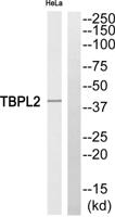 TBPL2 Polyclonal Antibody