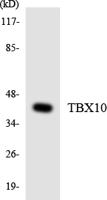 TBX10 Polyclonal Antibody