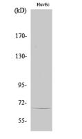 TBX15/18 Polyclonal Antibody