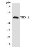 TBX18 Polyclonal Antibody