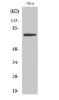 TBX2 Polyclonal Antibody