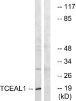 TCEAL1 Polyclonal Antibody