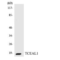 TCEAL1 Polyclonal Antibody