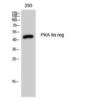 PKA IIα reg Polyclonal Antibody