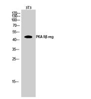 PKA IIβ reg Polyclonal Antibody