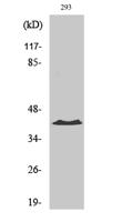 PKA Iα reg Polyclonal Antibody