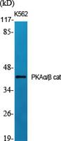 PKAα/β Polyclonal Antibody