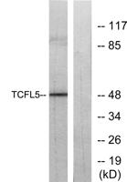 TCFL5 Polyclonal Antibody