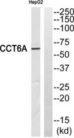 TCP-1 ζ Polyclonal Antibody