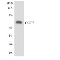 TCP-1 η Polyclonal Antibody