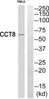 TCP-1 θ Polyclonal Antibody