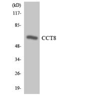 TCP-1 θ Polyclonal Antibody