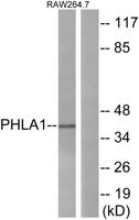 TDAG51 Polyclonal Antibody