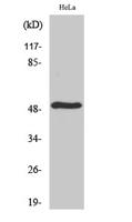 TDE2L Polyclonal Antibody