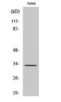 TEF Polyclonal Antibody