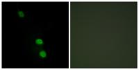 TEF-4 Polyclonal Antibody