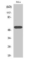 TEL Polyclonal Antibody