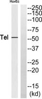 TEL Polyclonal Antibody