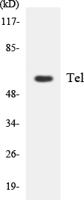 TEL Polyclonal Antibody