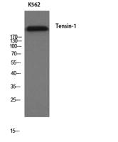 Tensin-1 Polyclonal Antibody